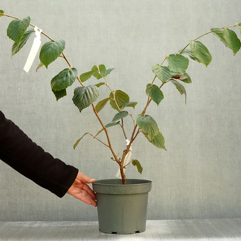 Example of Zaubernuss Barmstedt Gold - Hamamelis intermedia Topf mit 3L/4L as you get in automne