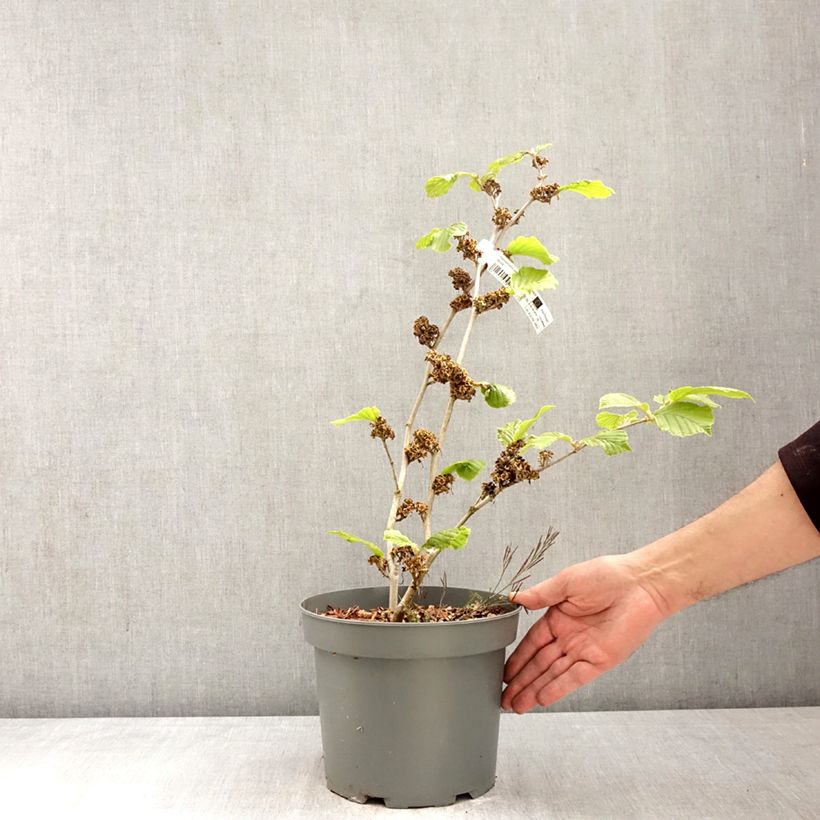 Exemplar von Zaubernuss Barmstedt Gold - Hamamelis intermedia Topf mit 4L/5L wie im Frühjahr geliefert
