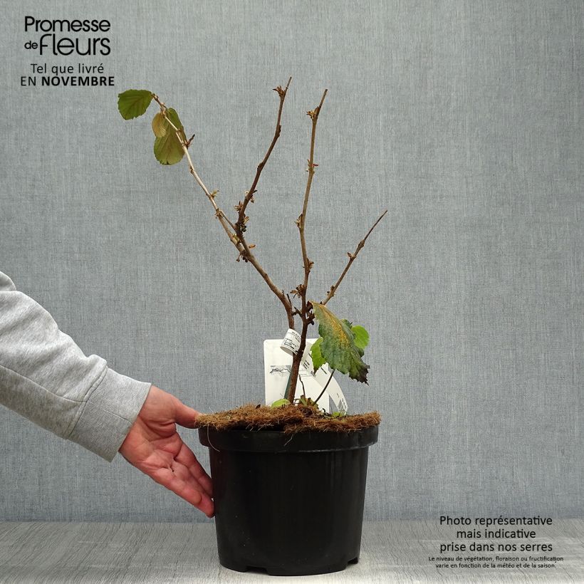 Example of Zaubernuss Feuerzauber - Hamamelis intermedia Topf mit 4L/5L as you get in automne