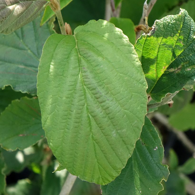 Zaubernuss Feuerzauber - Hamamelis intermedia (Foliage)