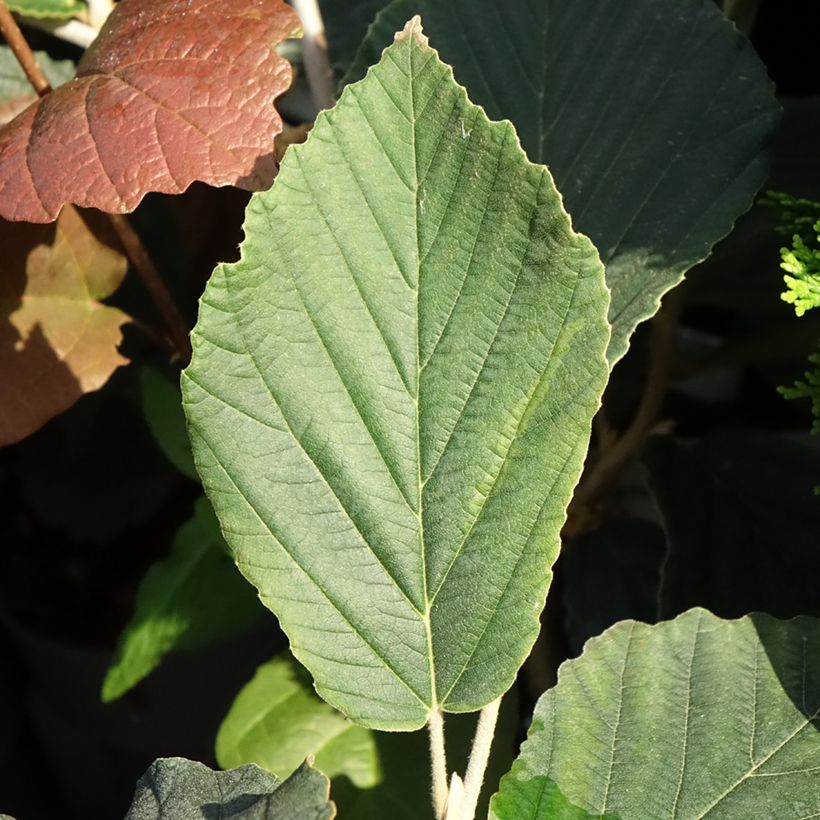 Zaubernuss Orange Beauty - Hamamelis intermedia (Foliage)
