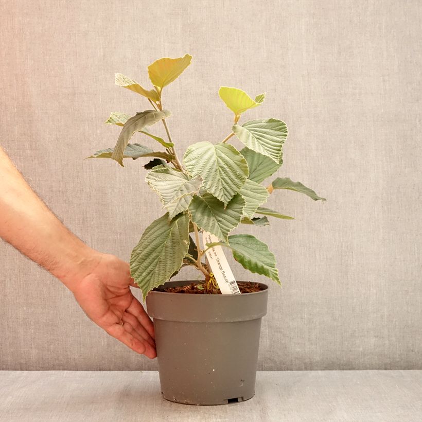 Example of Zaubernuss Orange Beauty - Hamamelis intermedia Topf mit 3L/4L as you get in ete