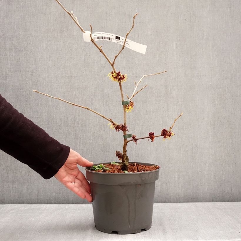 Exemplar von Zaubernuss Orange Peel - Hamamelis intermedia Topf mit 3L/4L wie im Winter geliefert
