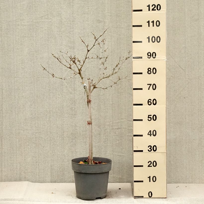 Example of Zaubernuss Rubin - Hamamelis intermedia Topf mit 7,5L/10L as you get in automne