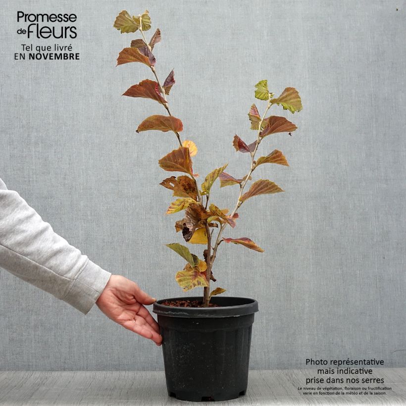 Example of Zaubernuss Yamina - Hamamelis intermedia Topf mit 4L/5L as you get in automne