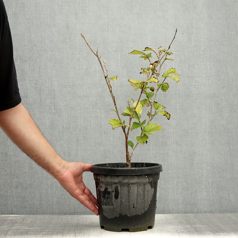 Exemplar von Zaubernuss Yamina - Hamamelis intermedia Topf mit 4L/5L wie im Sommer geliefert