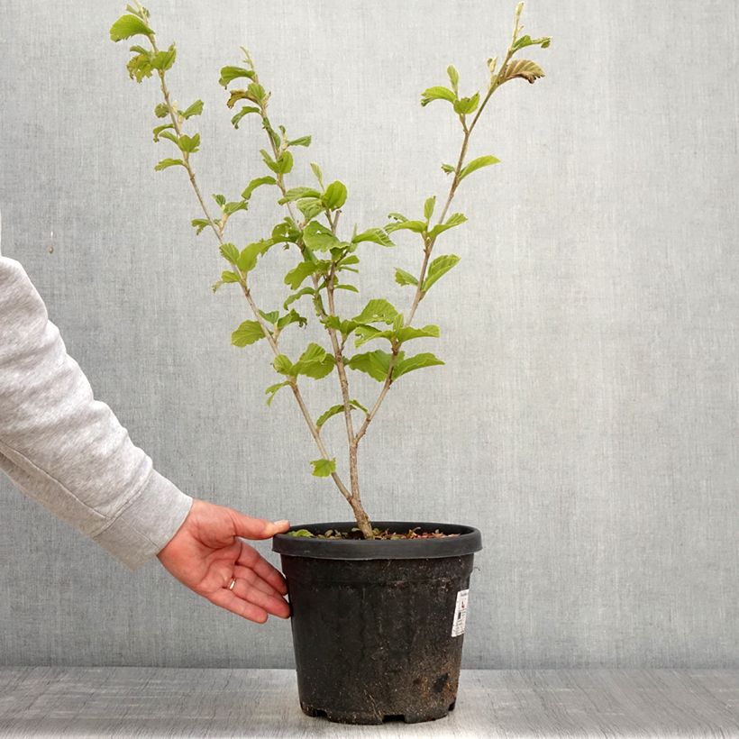 Exemplar von Zaubernuss Yamina - Hamamelis intermedia Topf mit 4L/5L wie im Frühjahr geliefert