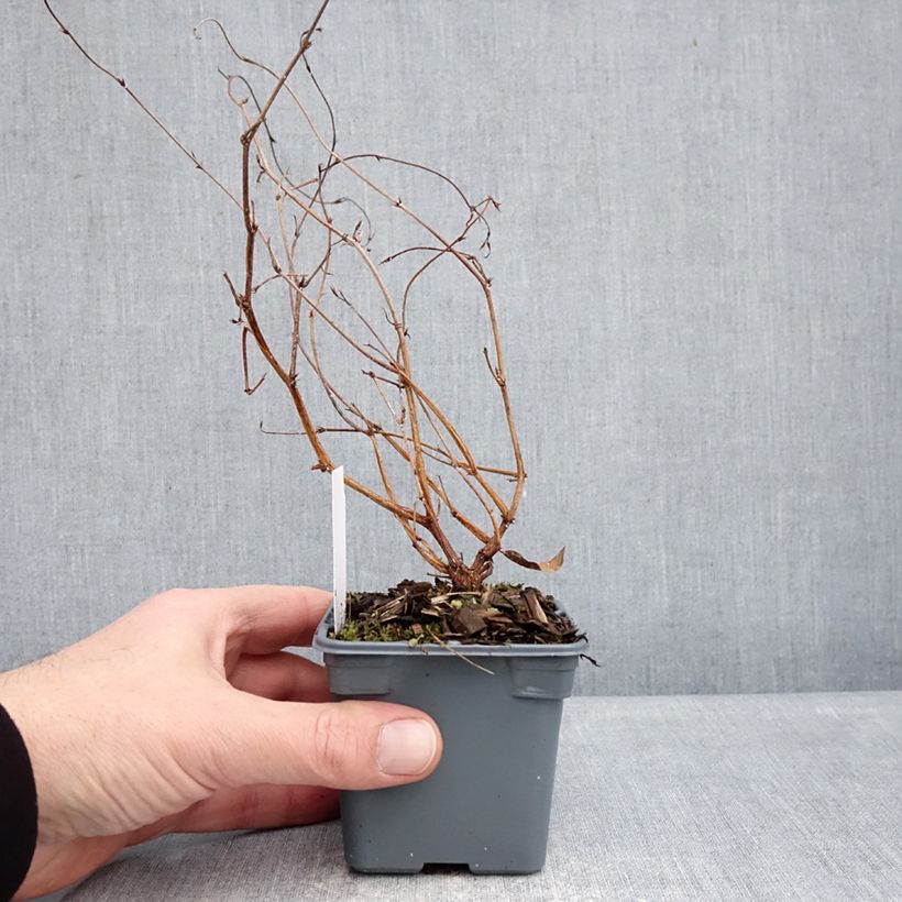 Exemplar von Hardenbergia violacea Meema - Purpurerbse Kleine Töpfe von 8/9 cm wie im Winter geliefert