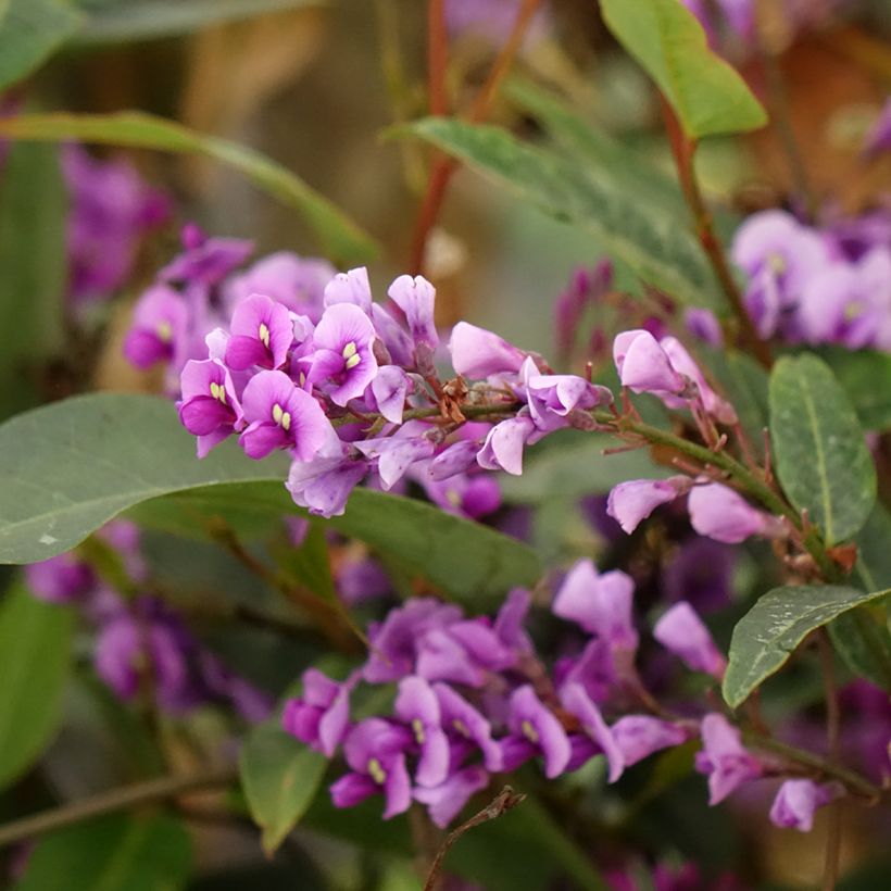 Hardenbergia violacea - Purpurerbse (Flowering)