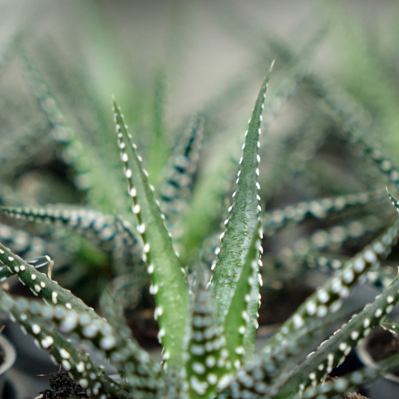 Haworthia Big Band (Laub)