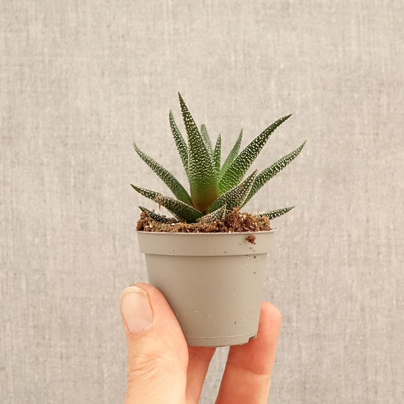 Exemplar von Haworthia fasciata Concolor Mini-Pflanze wie im Frühjahr geliefert