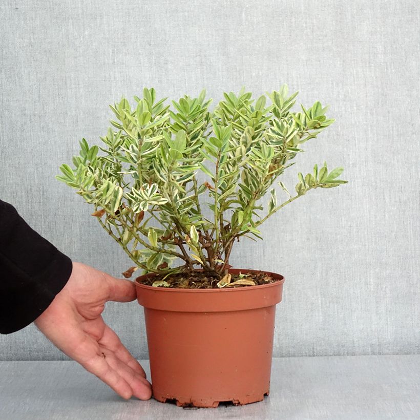 Example of Hebe andersonii Variegata - Strauchveronika Topf mit 2L/3L as you get in hiver