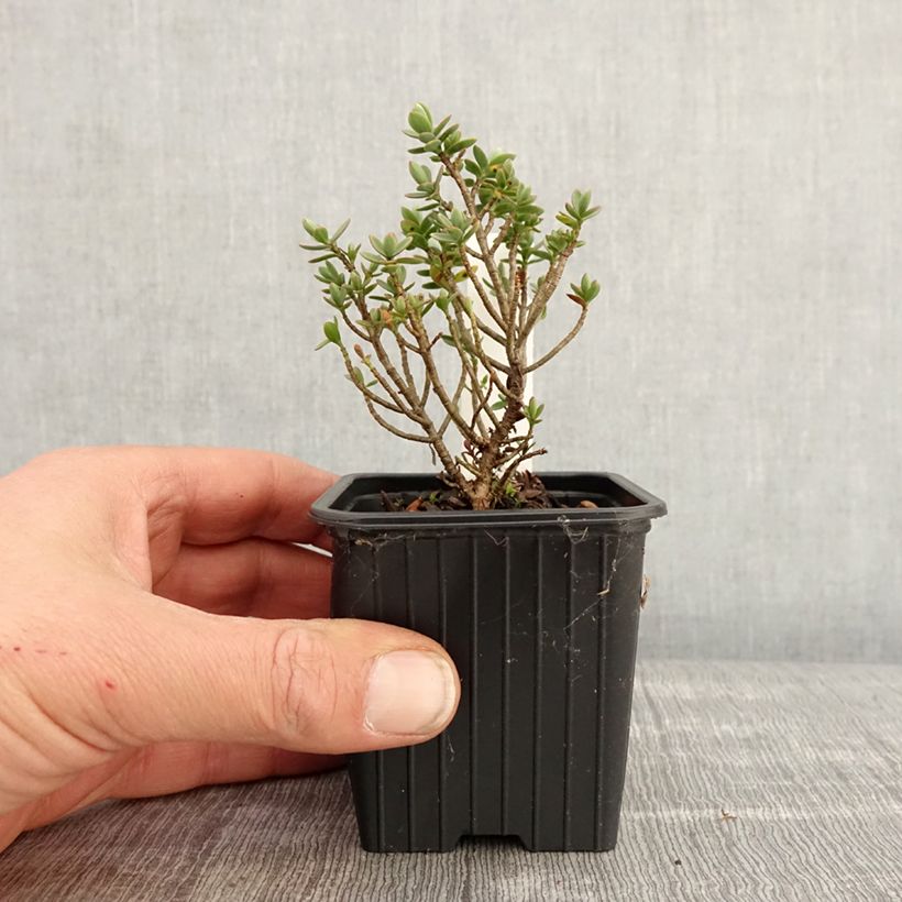 Example of Hebe carnulosa - Strauchveronika Kleine Töpfe von 8/9 cm as you get in printemps