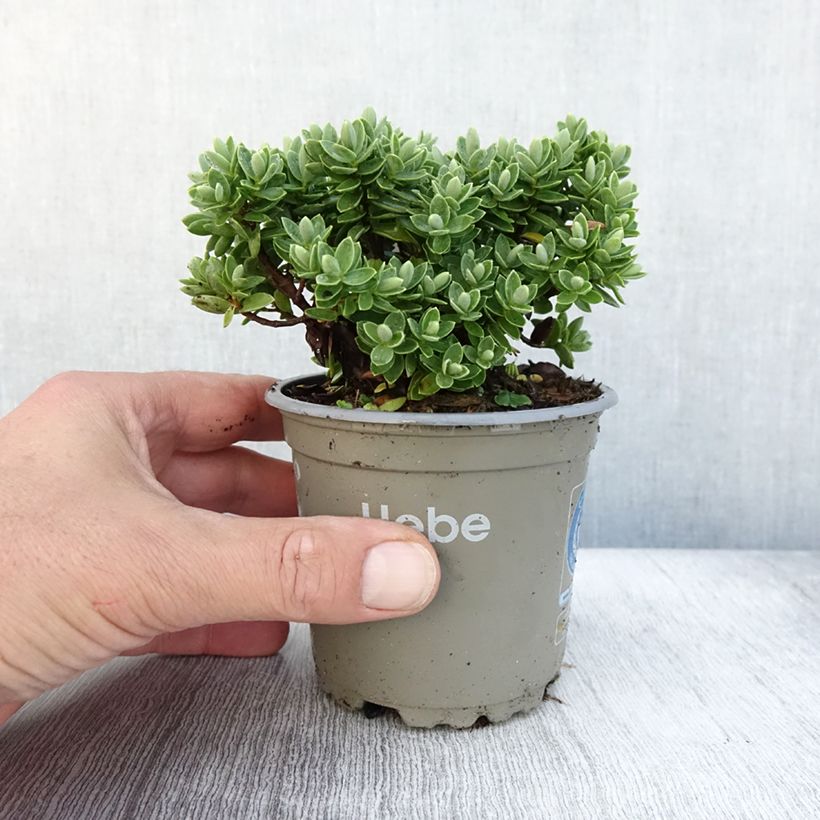 Example of Hebe Cobb Valley - Strauchveronika Topf 10 cm/11cm as you get in automne