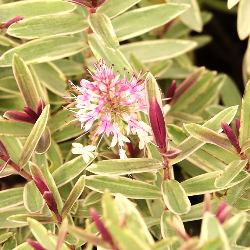 Hebe iBE Colour Dream - Strauchveronika (Blüte)