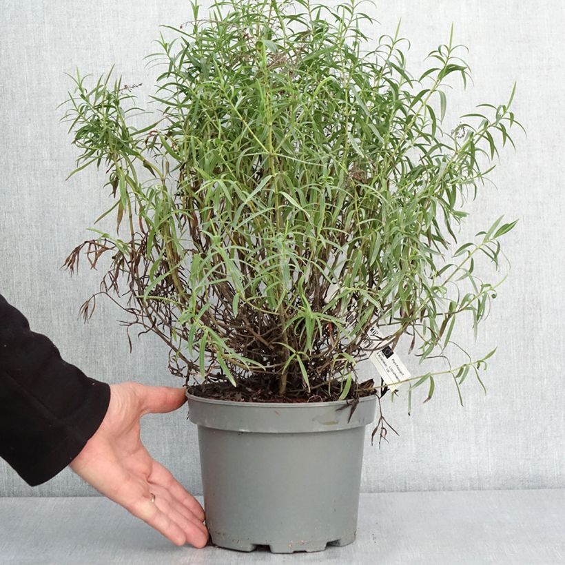 Exemplar von Hebe Kirkii - Strauchveronika Topf mit 3L/4L wie im Winter geliefert