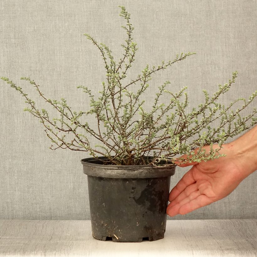 Example of Hebe pimeleoides Quicksilver - Strauchveronika Topf mit 3L/4L as you get in ete