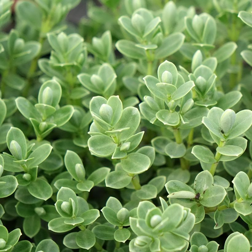 Hebe topiaria  - Strauchveronika (Foliage)