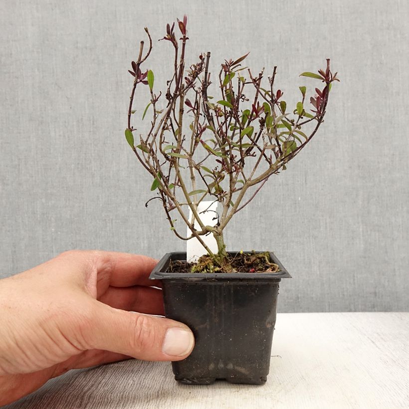 Example of Hebe Turkish Delight - Strauchveronika Kleine Töpfe von 8/9 cm as you get in printemps