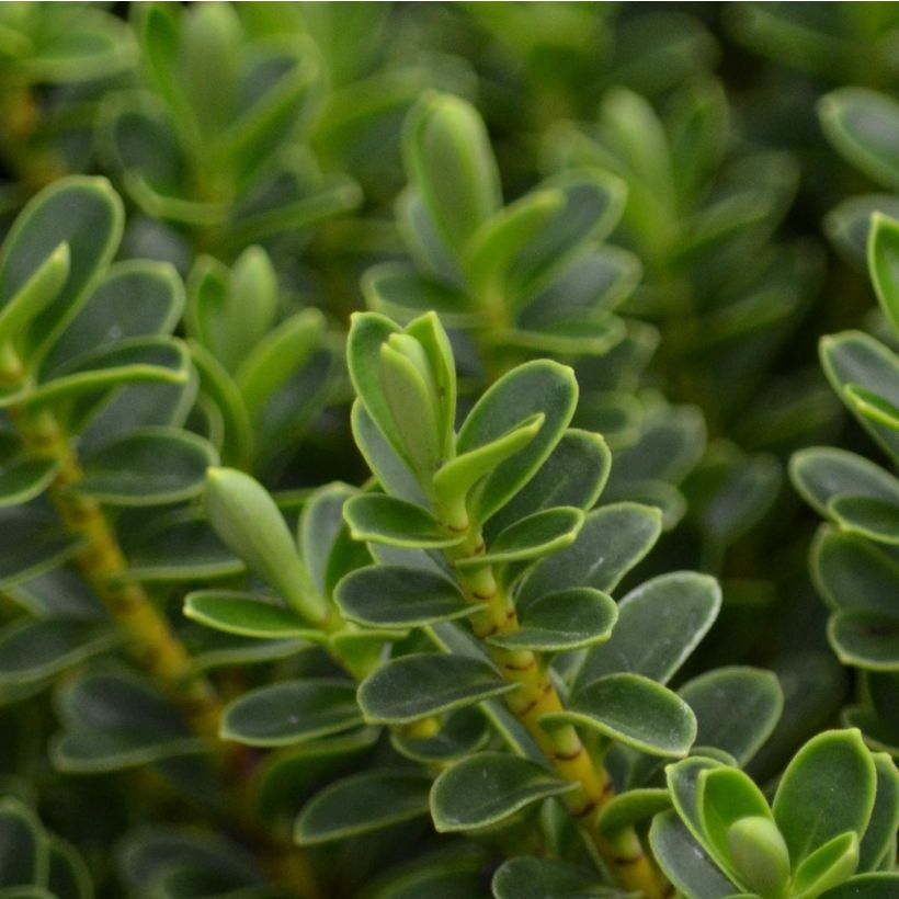 Hebe vernicosa - Strauchveronika (Foliage)