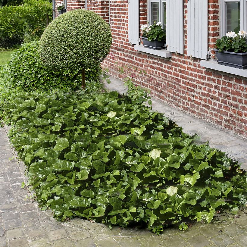 Hedera algeriensis Algerian Bellecour - Algerischer Efeu (Plant habit)