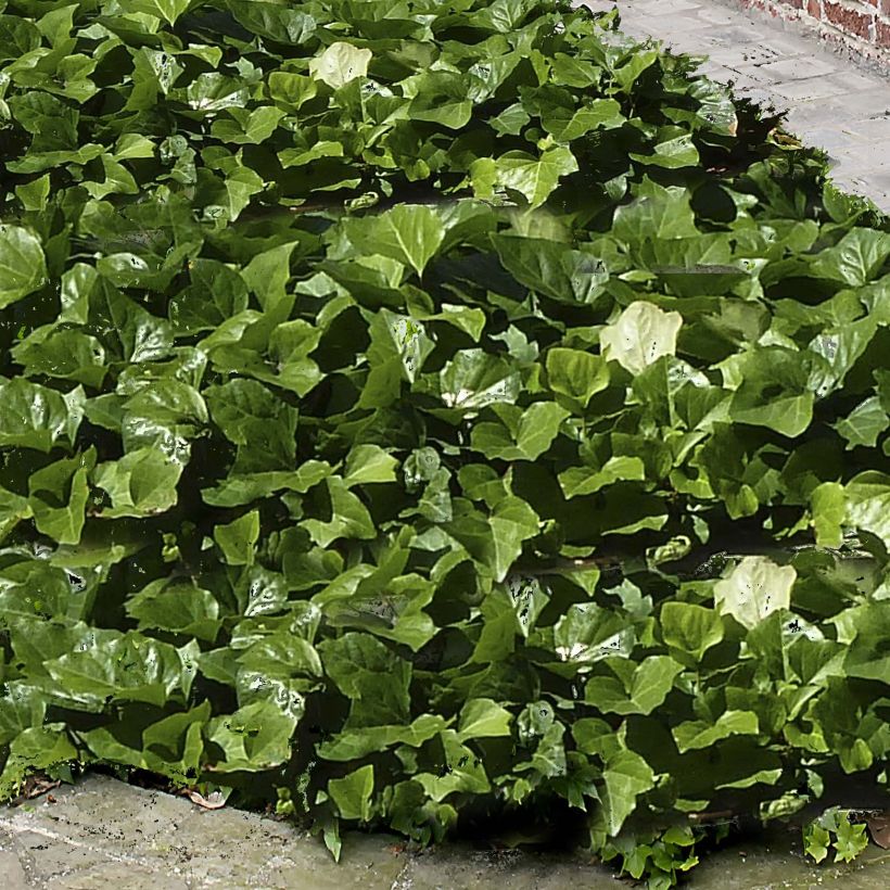 Hedera algeriensis Algerian Bellecour - Algerischer Efeu (Foliage)