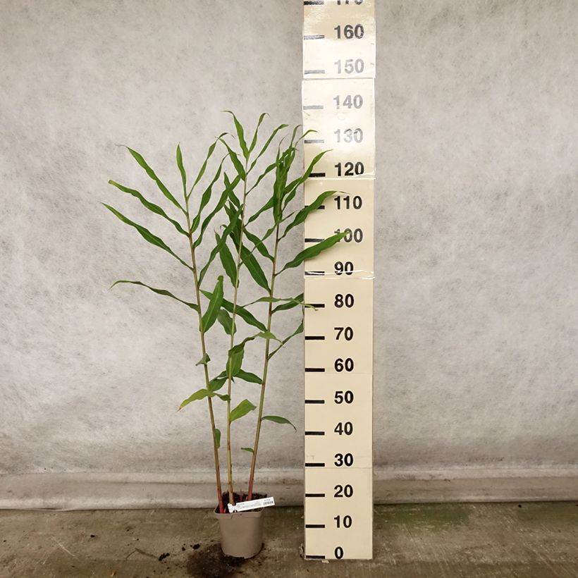 Example of Hedychium Dixter - Schmetterlingsingwer Topf mit 3L/4L as you get in automne