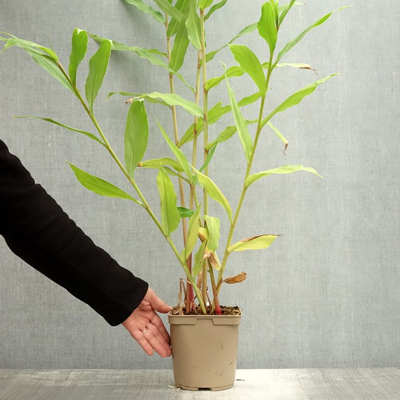 Example of Hedychium coronarium Elizabeth - Schmetterlingsingwer Topf mit 3L/4L as you get in automne