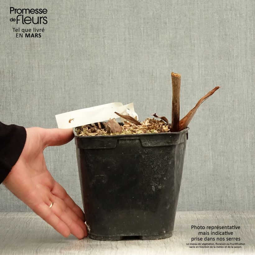 Exemplar von Hedychium forrestii - Schmetterlingsingwer Topf mit 3L/4L wie im Frühjahr geliefert