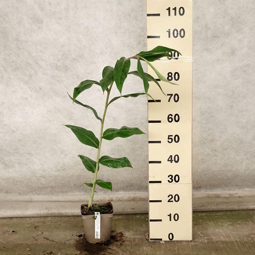 Example of Schmetterlingsingwer - Hedychium gardnerianum Topf mit 2L/3L as you get in automne
