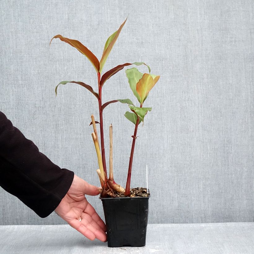 Exemplar von Bhutan-Ingwer - Hedychium greenii Topf mit 1L/1,5L wie im Herbst geliefert