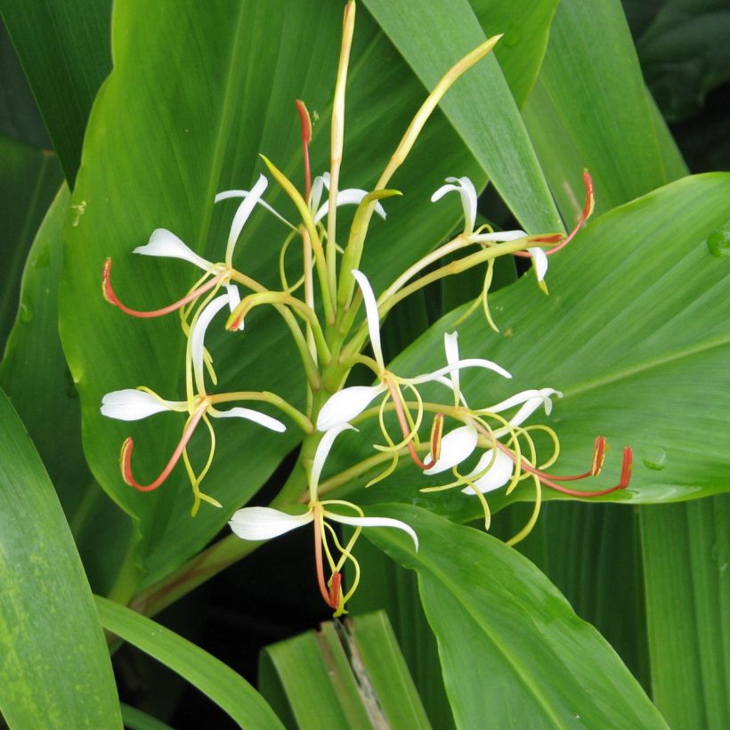 Hedychium spicatum - Schmetterlingsingwer (Flowering)