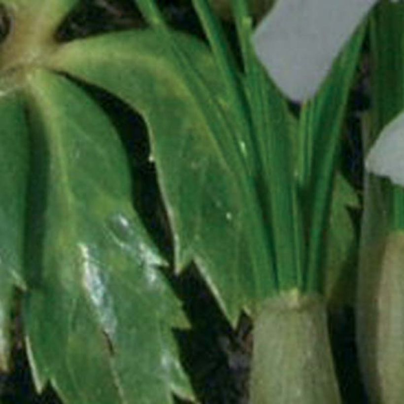 Helleborus niger Double Fashion - Schwarze Nieswurz (Foliage)