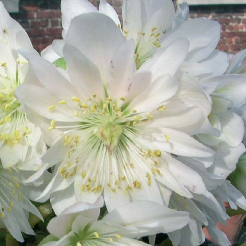 Helleborus niger Double Fashion - Schwarze Nieswurz (Flowering)