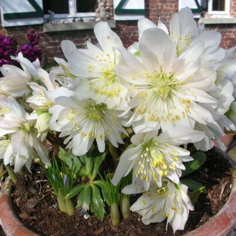 Helleborus niger Double Fashion - Schwarze Nieswurz (Plant habit)