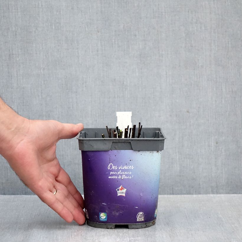 Exemplar von Sonnenbraut Double Trouble - Helenium Topf mit 2L/3L wie im Herbst geliefert