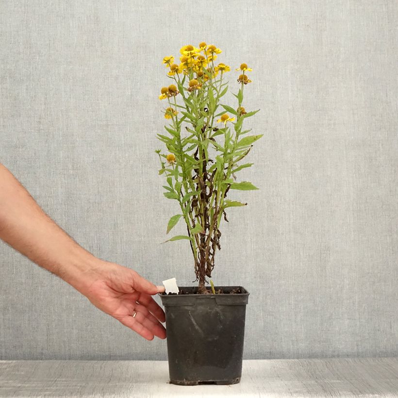 Example of Sonnenbraut Double Trouble - Helenium Topf mit 2L/3L as you get in ete