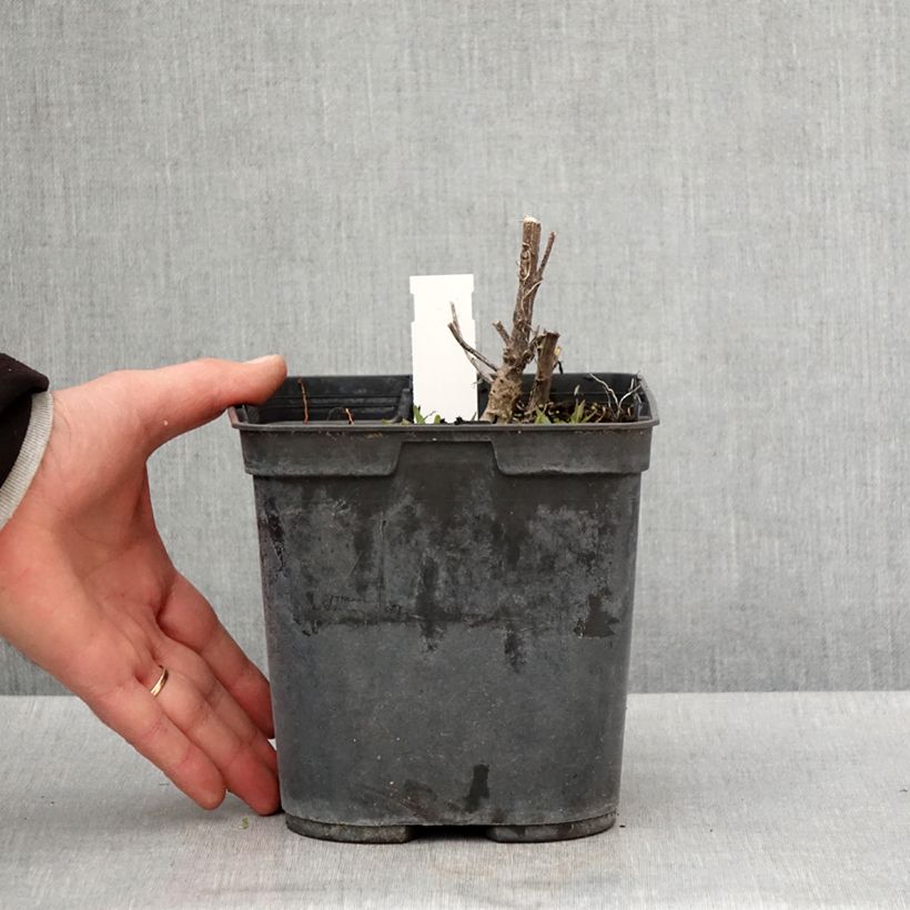 Exemplar von Sonnenbraut Double Trouble - Helenium Topf mit 2L/3L wie im Frühjahr geliefert