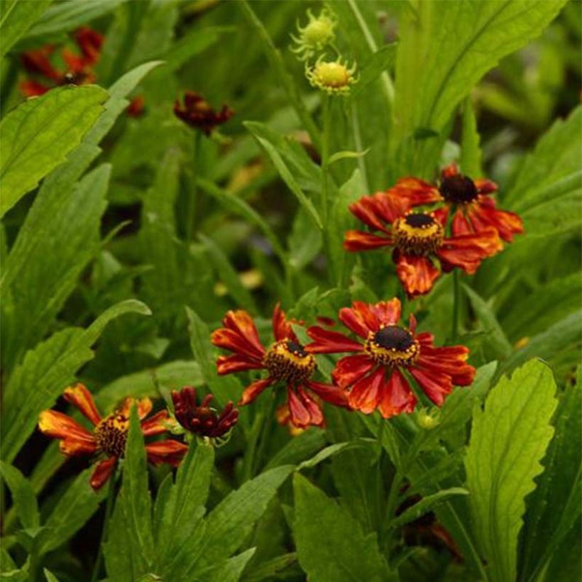 Sonnenbraut Flammendes Katchen - Helenium (Flowering)