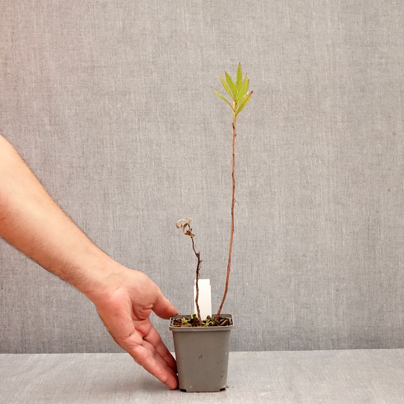 Exemplar von Sonnenbraut Flammenspiel - Helenium Kleine Töpfe von 8/9 cm wie im Herbst geliefert