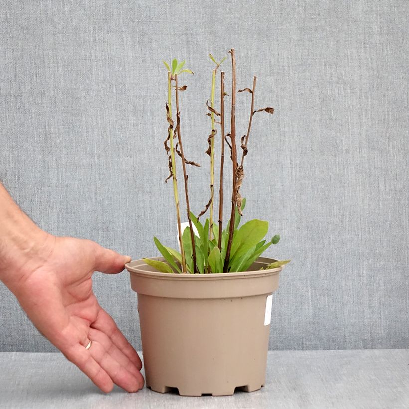 Exemplar von Sonnenbraut Moerheim Beauty - Helenium Topf mit 2L/3L wie im Sommer geliefert
