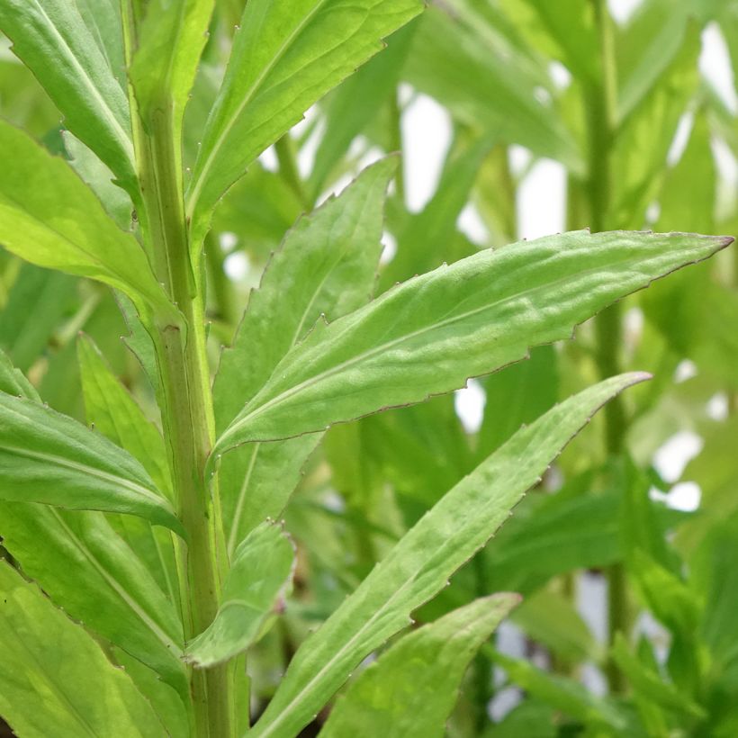 Sonnenbraut Loysder Wieck - Helenium (Foliage)