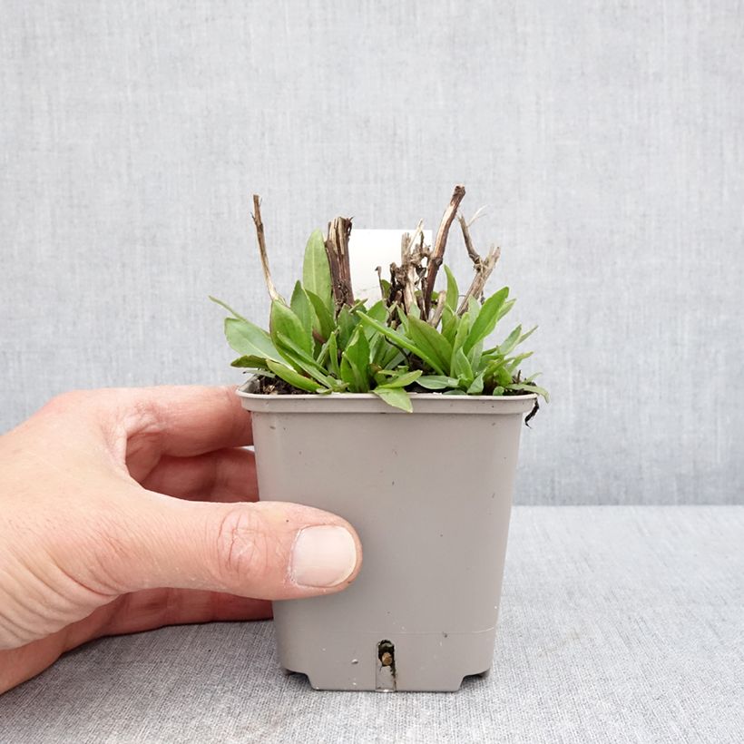 Exemplar von Sonnenbraut Okra Sundae - Helenium Kleine Töpfe von 8/9 cm wie im Frühjahr geliefert