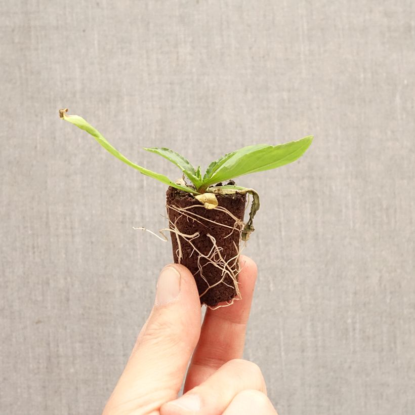Exemplar von Sonnenbraut Okra Sundae - Helenium Mini-Plug Ø 3/4 cm wie im Frühjahr geliefert