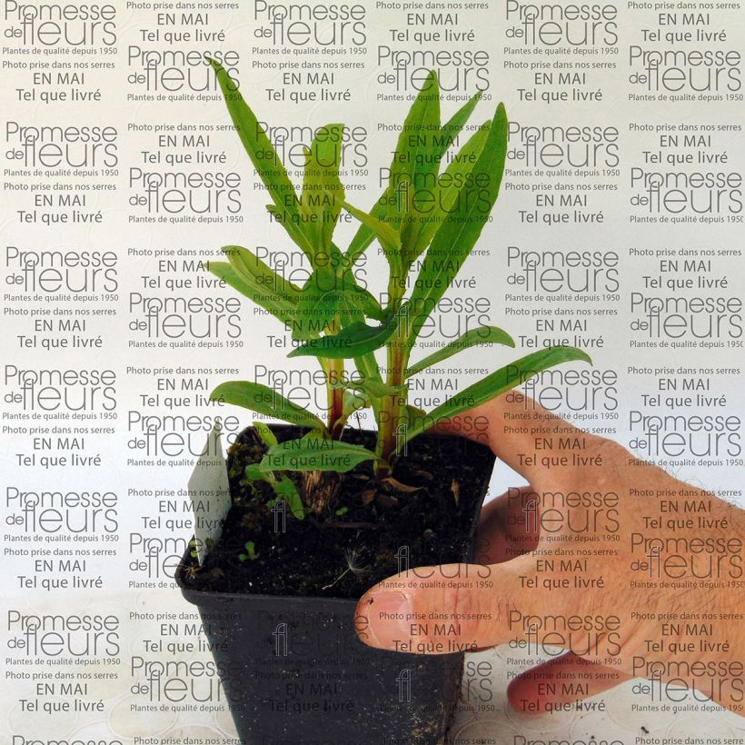 Sonnenbraut Poncho - Helenium (Plant habit)