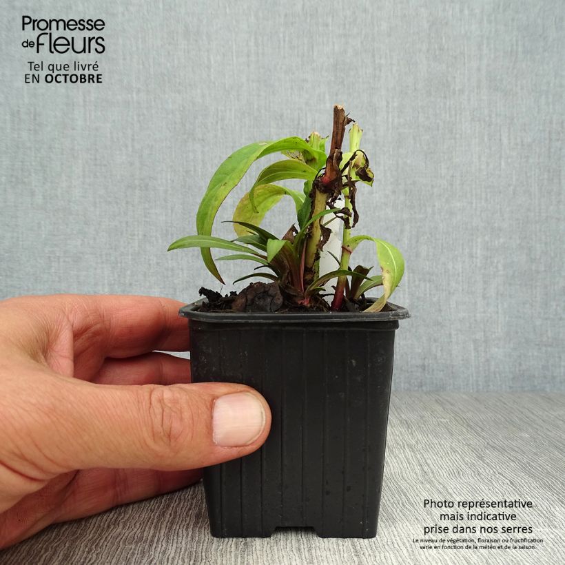 Example of Sonnenbraut Poncho - Helenium Kleine Töpfe von 8/9 cm as you get in automne