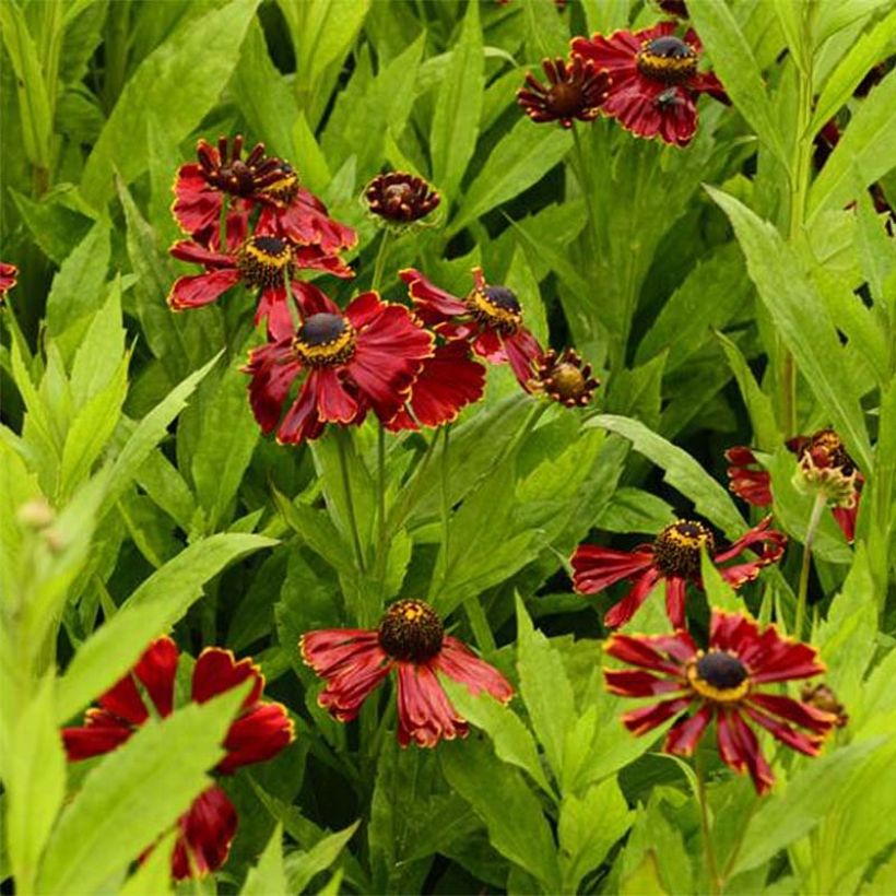 Sonnenbraut Potter's Wheel - Helenium (Flowering)