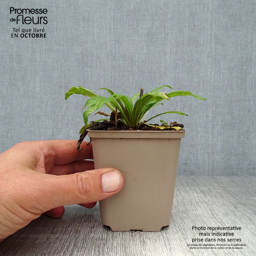Example of Sonnenbraut Potter's Wheel - Helenium Kleine Töpfe von 8/9 cm as you get in automne
