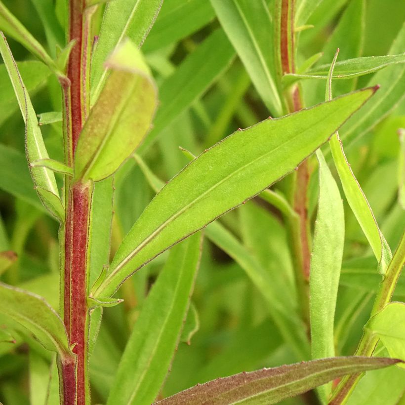 Sonnenbraut Red Jewel - Helenium (Foliage)