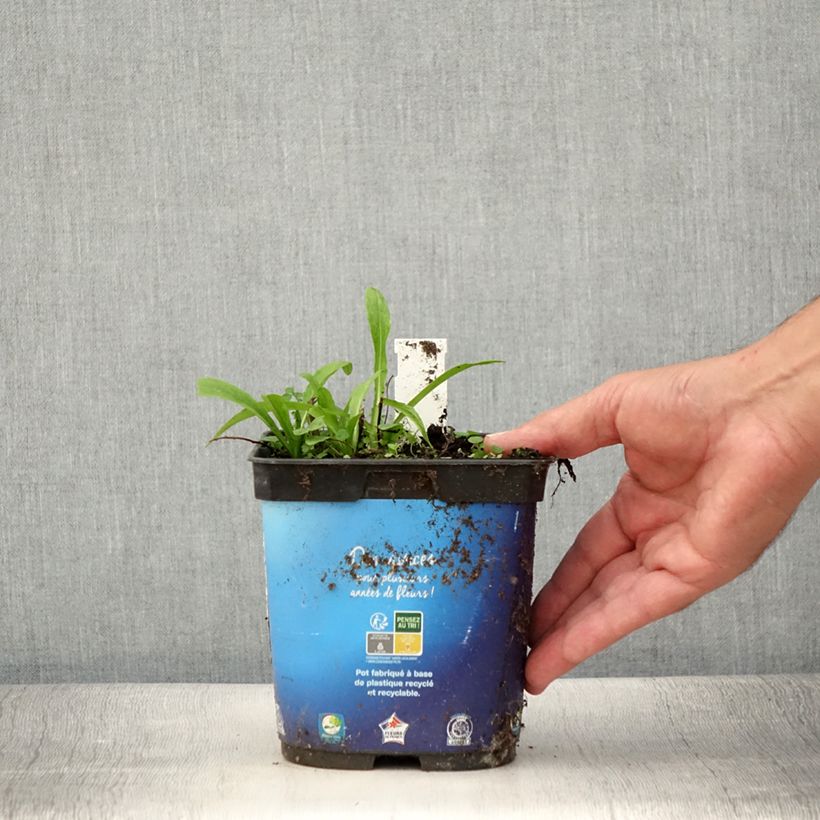 Example of Sonnenbraut Ruby Tuesday - Helenium Topf mit 2L/3L as you get in ete